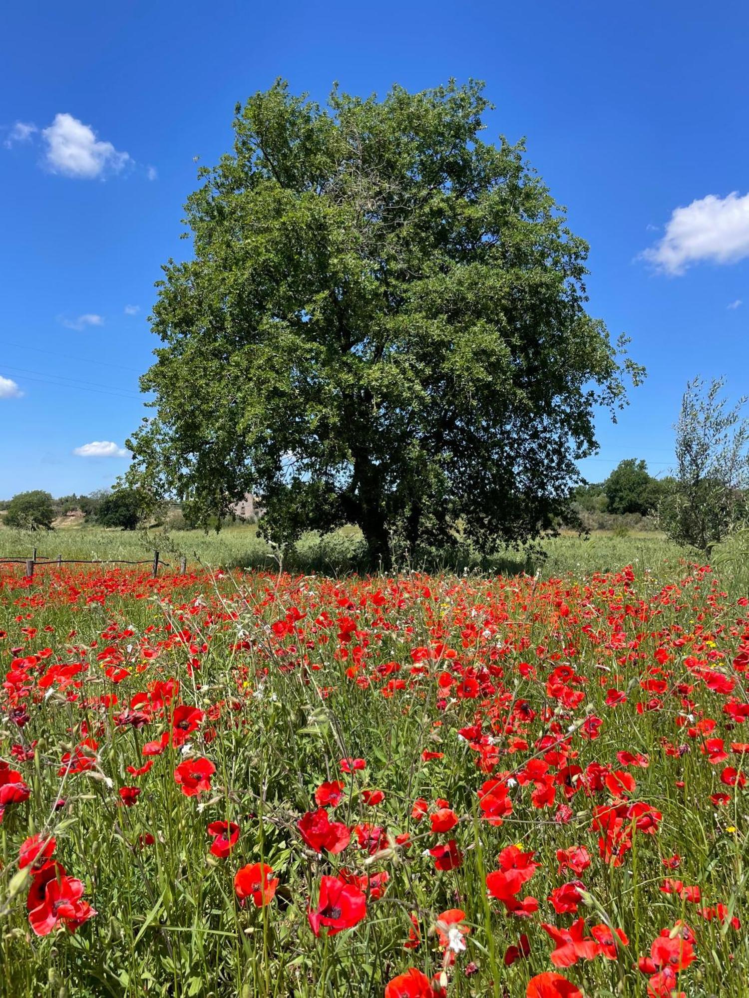 Podere Dell'Arco Country Charme Витербо Екстериор снимка